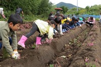 お芋掘り