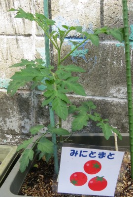 夏野菜を植えました!