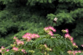 梅雨空に咲くネムノキの花