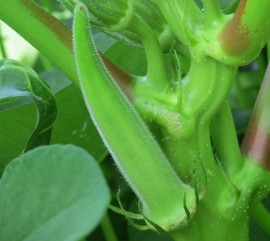 野菜