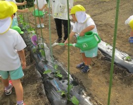 夏野菜を植えたよ!