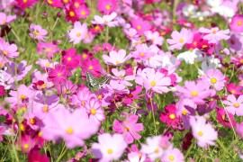 今年も頴娃のコスモス畑へ