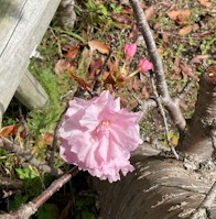 八重桜が咲きました!