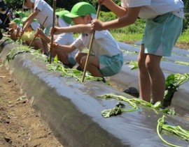 さつまいもの苗植え