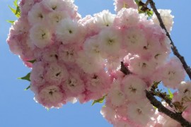 お花がいっぱい♪