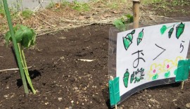 夏野菜を植えました!
