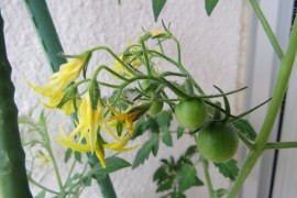 成長しています☆