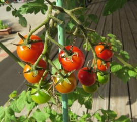 夏野菜が実っています!