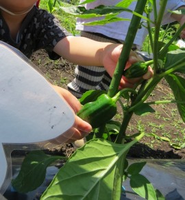 夏野菜を育てています♪
