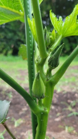 ~夏野菜~