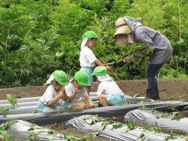 サツマイモの苗植え